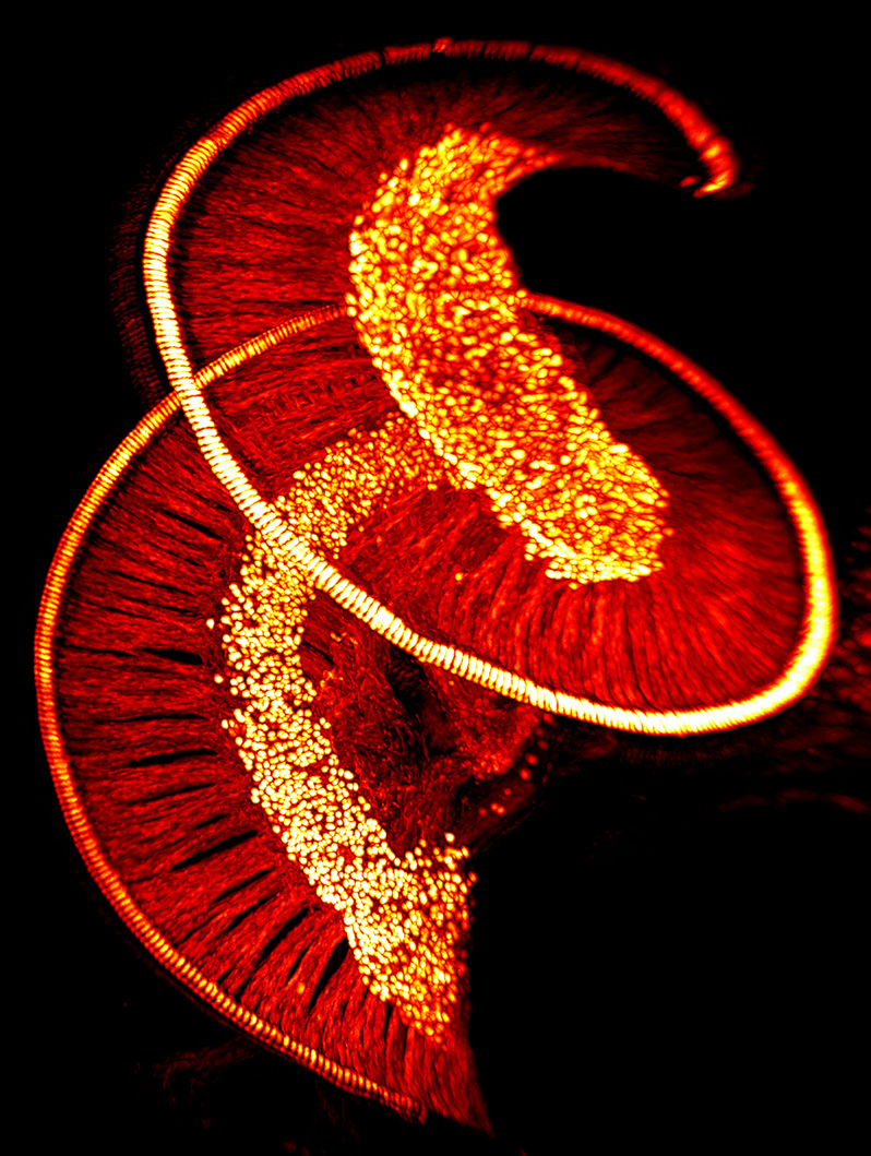 910_sharpened-RedHo_guassiant